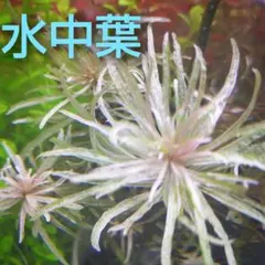 専用 ルドウィジア インクリナータ キューバ斑入り タイガーロータス