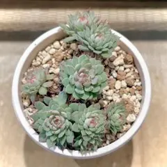 2026年最新】ビンセント・カトーの人気アイテム - メルカリ