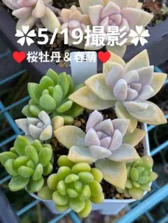 子持ち蓮華錦 鏡花 抜き苗 多肉植物 オロスタキス ⑤子持ち蓮華錦 鏡花 抜き苗 オロスタキス 多肉植物 - メルカリ
