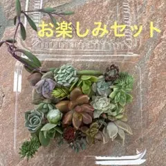 送料無料】訳あり2パックミニセット 多肉植物 カット苗 セダム
