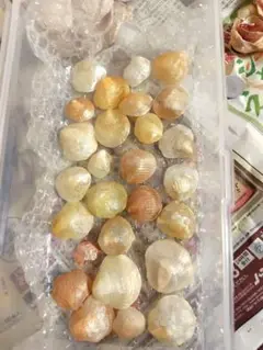 拾った貝殻 ナミマガシワほか