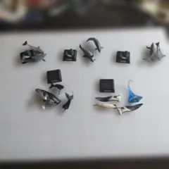 ネイチャーテクニカラー 小笠原 ザトウクジラ　アホウドリ　ミナミバンドウイルカ5