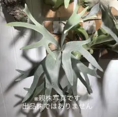 2025年最新】白ビフ ビカクシダの人気アイテム - メルカリ