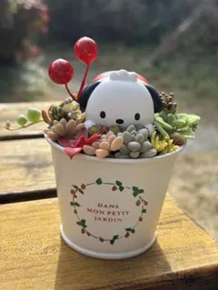 ☆限定お値下げ1,198→1,000円☆＊多肉植物＊ポチャッコ＊そのまま飾れる