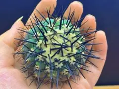 2026年最新】黒王丸 実生の人気アイテム - メルカリ