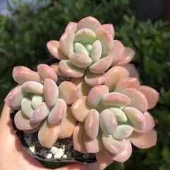 2026年最新】はなかっぱ植木鉢の人気アイテム - メルカリ
