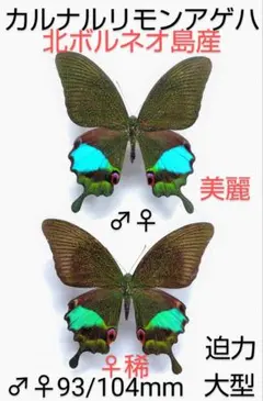 くろ様 リクエスト 2点 まとめ商品