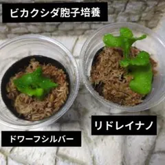 2026年最新】ビカクシダNanoの人気アイテム - メルカリ