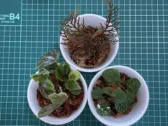 植物 3種セット 苔テラリウム　パルダリウム テラリウム素材　14