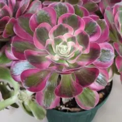 多肉植物 ☘アエオニウム シャネル☘韓国苗育成 抜き苗 c198 - メルカリ