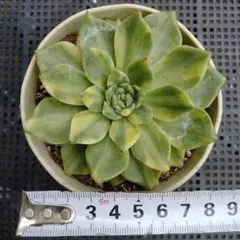 フラメンコ錦 多肉植物 - メルカリ