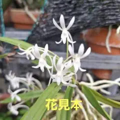 フウラン 鉢植えのサムネイル