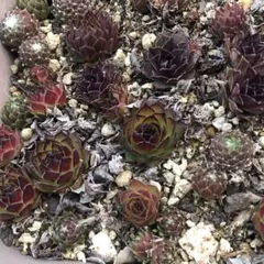 多肉植物　センペルビウム