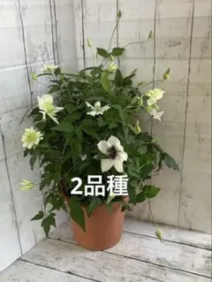 新芽のびてます◆大苗◆希少品種◆妖精のようなお花◆クレマチス　グリーンアイズ 新芽のびてます◇大苗◇希少品種◇妖精のようなお花◇クレマチス