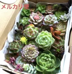 多肉植物♡韓国苗セダム詰め合せ♡カット苗セット　メルカリ便