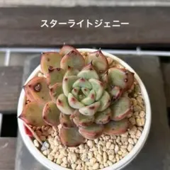 2026年最新】スターゲイザー 多肉の人気アイテム - メルカリ