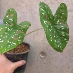 カラジウム　ビコロール