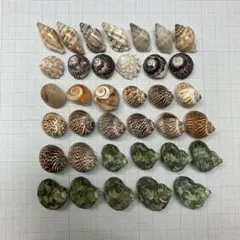 タイムセール天然貝殻 36個セット ヤドカリハウス ハンドメイド素材 インテリア