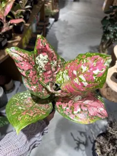 アグラオネマ エメラルド ピンクローズ 観葉植物 - メルカリ
