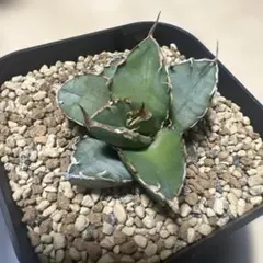 2026年最新】カクタスグリーン アガベの人気アイテム - メルカリ