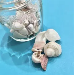 【宝物】天然の貝殻＆サンゴかけら62個セット インテリア・ハンドメイド素材