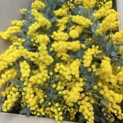 銀葉アカシア フレッシュミモザ