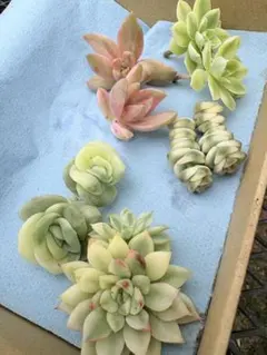 ❤️専用出品❤️ラブリーローズ錦❤️美斑に成長中①❤️ 多肉植物 ラブリーローズ錦赤斑 美斑 カット苗 発根始まってます