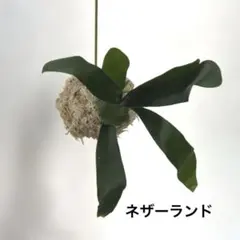 비카시다 네덜란드 이끼 구슬