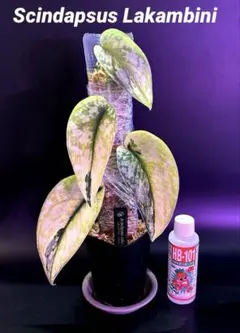 スキンダプサス・スワーナブミ 斑入り 1 - メルカリ