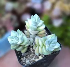 多肉植物♡群生3頭♪斑入り♪紀の川錦（抜き苗）