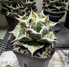 2026年最新】白豪刺の人気アイテム - メルカリ