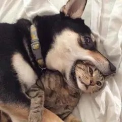 あにゃ様専用です。