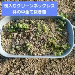 斑入りグリーンネックレス 鉢の中全て 抜き苗