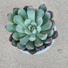 2025年最新】ミックスベリアの人気アイテム - メルカリ