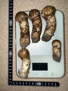 広島県産松茸609g 本日限定