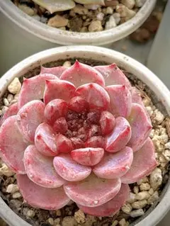 新入荷 赤魔王 エケベリア 多肉植物 1苗 - メルカリ