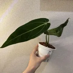 き*✨様 アンスリウム　ワロクアーナムのサムネイル