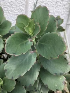 セイロンベンケイソウ