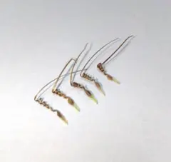 ★新春セール★モンソニア ペニクリナ(ペニクリナム) 種子5粒 11/27採取