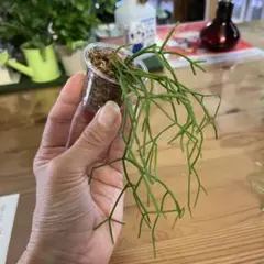 Jagapapa様 リクエスト 4点 まとめ商品