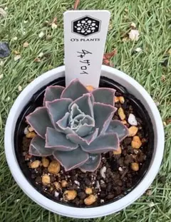 専用 多肉植物 エケベリア miyaさん苗 命名種 Haku - メルカリ