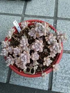 多肉植物　だるま姫秋麗✕プロリフィカ　鉢の中全部カット