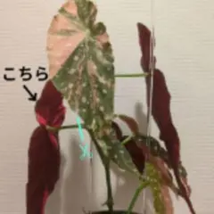 レア】ベゴニア ラムーン 大きめ 子株あり - メルカリ