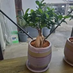 幹太 ガジュマル セメントファイバー陶器鉢 植え込み発送 - メルカリ