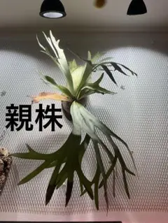 ビカクシダ　e-1 子株（白ビフ）のサムネイル