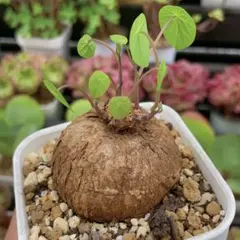 TAKERU様 リクエスト 4点 まとめ商品