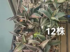 2026年最新】アガベ チタノタ ノーネームの人気アイテム - メルカリ