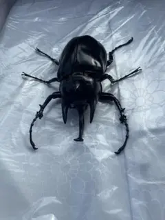 アクティオンゾウカブト　生き物大図鑑アドバンス