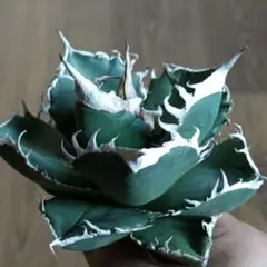 2025年最新】アガベ 大株の人気アイテム - メルカリ