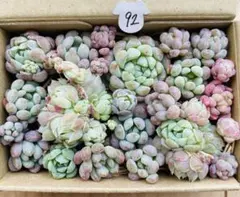 92 多肉植物　多肉弁当　詰め合わせ　寄せ植え　セット　カット苗　韓国苗　つぶ